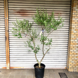 実がなる 2品種接木 オリーブの木 Oli-me（オリーミー） ネバディロ