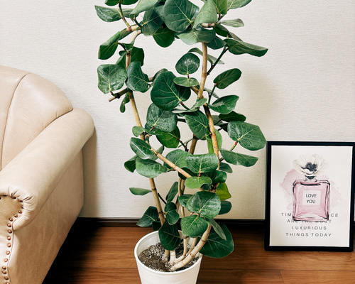 シーグレープ　曲がり　3【現品】観葉植物　大型 シーグレープ 曲がり 2【現品】観葉植物 大型 - メルカリ