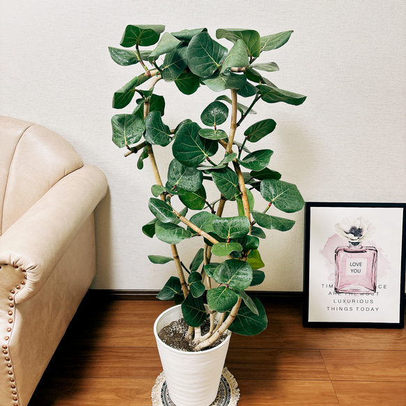 現品　海葡萄　シーグレープ　曲がり　12番　観葉植物　希少　インテリアグリーン 現品 海葡萄 シーグレープ 曲がり 特大 12番 観葉植物