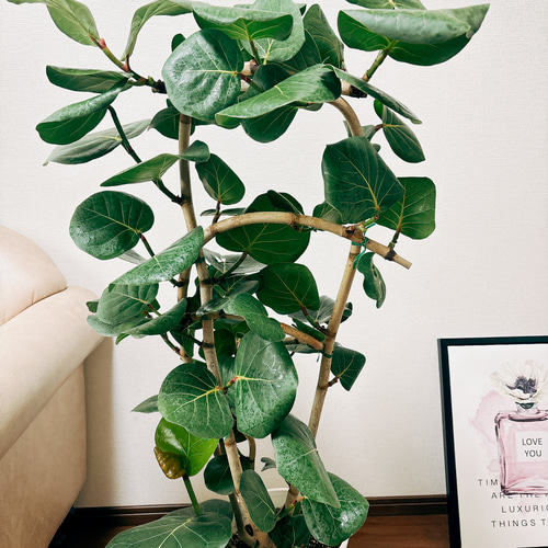シーグレープ　曲がり　1【現品】観葉植物　大型 シーグレープ 曲がり 1【現品】観葉植物 大型 （シーグレープ