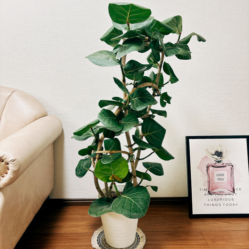 現品　海葡萄　シーグレープ　曲がり　12番　観葉植物　希少　インテリアグリーン 74c842b056f60ef8a315276e07c53f