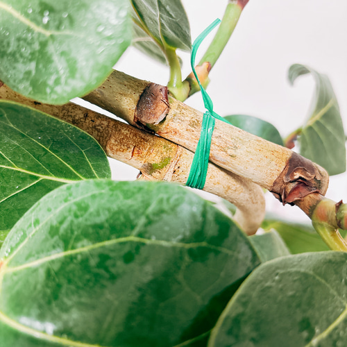 現品］人気 11番 シーグレープ 曲がり 8号 ハマベブドウ