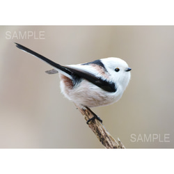 かわいいシマエナガ・北海道野鳥写真 1枚目の画像
