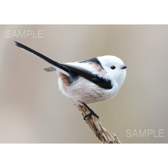 かわいいシマエナガ・北海道野鳥写真 1枚目の画像