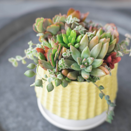 再販×10【敬老の日、誕生日にも】多肉植物寄せ植えオーダー