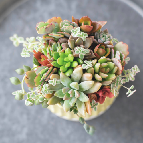 再販×10【敬老の日、誕生日にも】多肉植物寄せ植えオーダー 