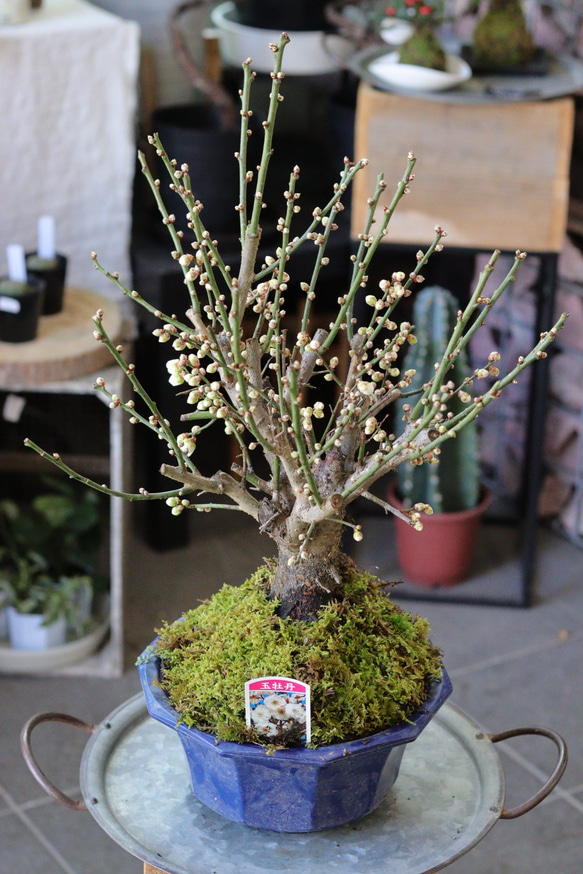 新作入荷，SALE】 【SALE 来年用に！】梅【玉牡丹】❤︎盆栽❤︎寒梅