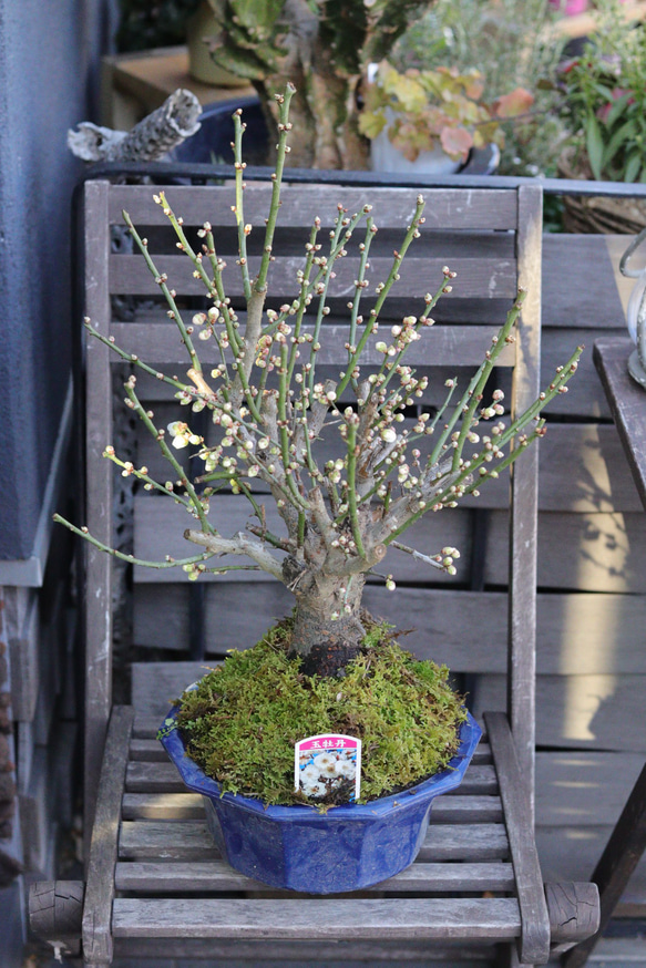 新作入荷，SALE】 【SALE 来年用に！】梅【玉牡丹】❤︎盆栽❤︎寒梅