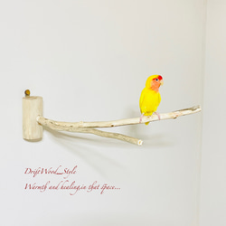 流木インテリア Y字流木枝を使った大サイズの小鳥の止まり木 インコの壁掛けパーチ ピン止めタイプ ビス止め変更可 N56 3枚目の画像