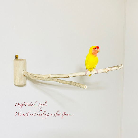 流木インテリア Y字流木枝を使った大サイズの小鳥の止まり木 インコの壁掛けパーチ ピン止めタイプ ビス止め変更可 N56 3枚目の画像