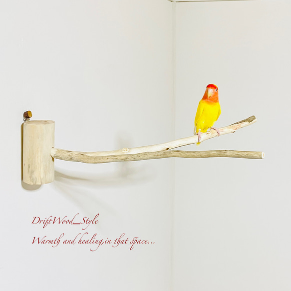 流木インテリア Y字流木枝を使った大サイズの小鳥の止まり木 インコの壁掛けパーチ ピン止めタイプ ビス止め変更可 N56 4枚目の画像