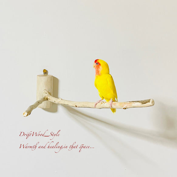 流木インテリア Y字流木枝を使った大サイズの小鳥の止まり木 インコの壁掛けパーチ ピン止めタイプ ビス止め変更可 N56 2枚目の画像
