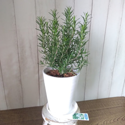 現品】①希少レア パキラ・ムーンライト 斑入り 観葉植物 高さ