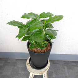 希少　コーヒーの木　観葉植物　高級セラアート鉢受皿付　5号鉢　樹形綺麗　３株植え 2枚目の画像