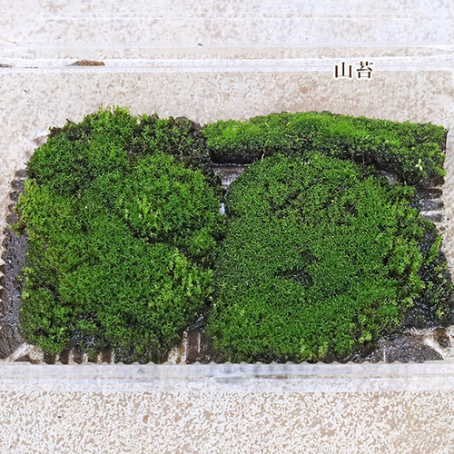 苔 スナゴケ 山苔 天然 1パック シート 苔玉 観葉植物 苔 スナゴケ 山苔 天然 1パック シート 苔玉 観葉植物