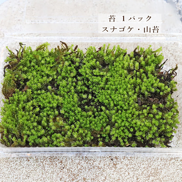 楽天市場】苔 スナゴケ パック 砂苔 すなごけ 苔玉 苔テラリウム