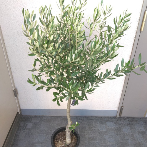 現品】①オリーブの木【シプレッチーノ】創樹＊SOUJU 大株 高さ120 