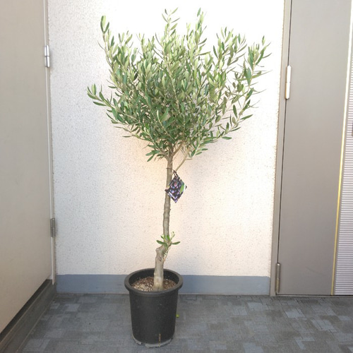 オリーブ　SOUJU シプレッチーノ① 現品】①オリーブの木【シプレッチーノ】創樹＊SOUJU 大株 高さ