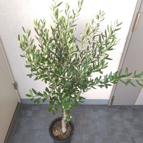 現品】①オリーブの木【シプレッチーノ】創樹＊SOUJU 大株 高さ