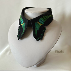蝶々付け衿:アオスジアゲハ ＜付け襟＞ 1枚目の画像