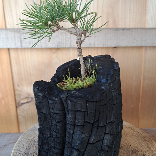 五葉松の盆栽｜炭の器に入った盆栽です 一輪挿し・花瓶・花器 炭