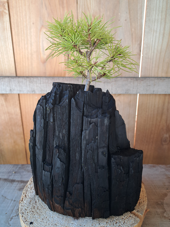 五葉松の盆栽｜炭の器に入った盆栽です 2枚目の画像