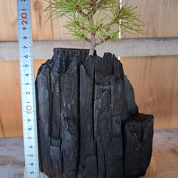 五葉松の盆栽｜炭の器に入った盆栽です 4枚目の画像