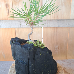 黒松の盆栽｜炭の器に入った盆栽です 1枚目の画像