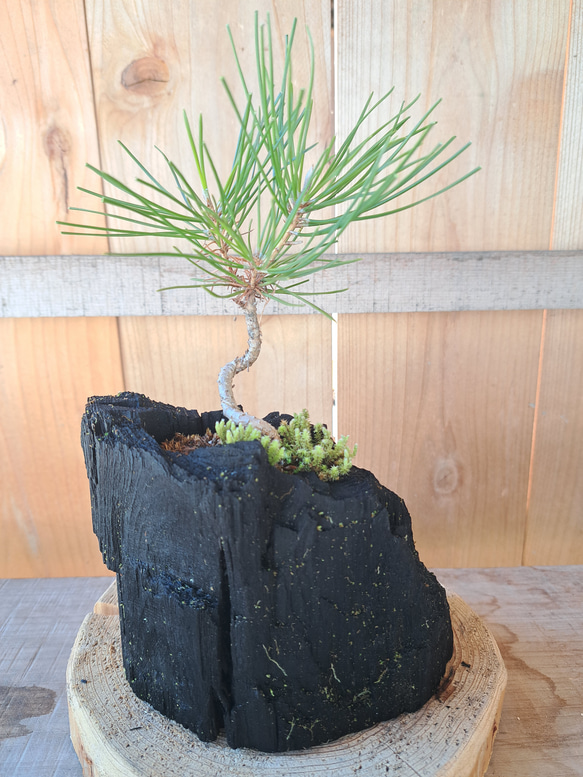 黒松の盆栽｜炭の器に入った盆栽です 1枚目の画像