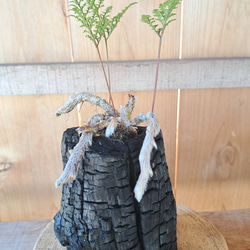 シノブの盆栽｜炭の器に入った盆栽です 1枚目の画像