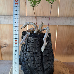 シノブの盆栽｜炭の器に入った盆栽です 5枚目の画像