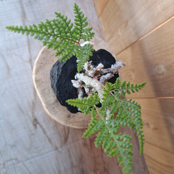 シノブの盆栽｜炭の器に入った盆栽です 4枚目の画像