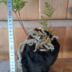 シノブの盆栽｜炭の器に入った盆栽です 4枚目の画像