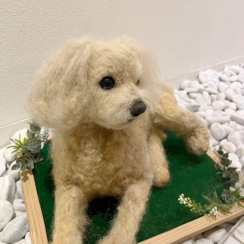 サイズの参考に！腹巻きのトイプードル 羊毛フェルト