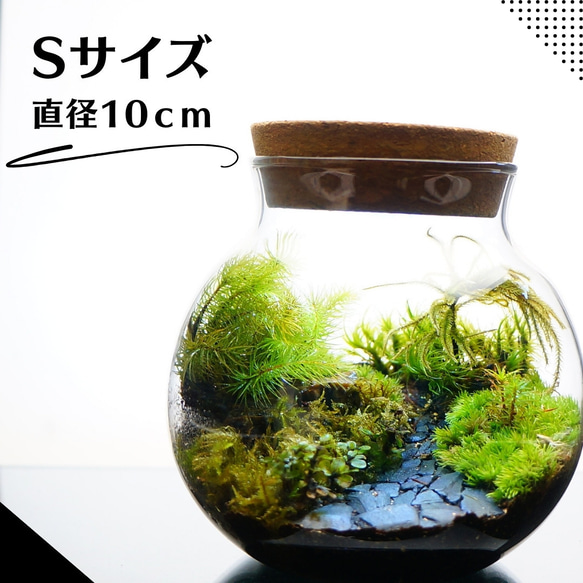 S10cm LEDライト付 ボトルテラリウム 苔テラリウム 完成品 草原に続く道 テラリウム プレゼント 木化石 1枚目の画像