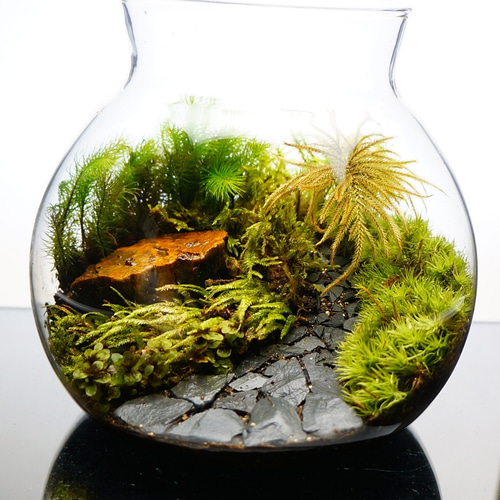 Mサイズ 13cm LEDライト付 苔テラリウム 完成品 石畳 黒石 草原に