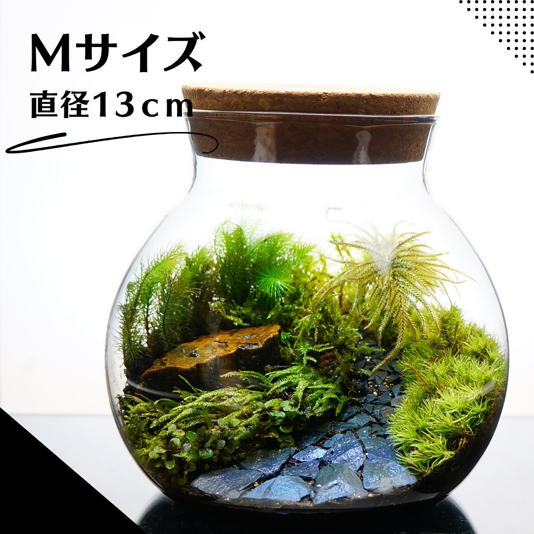 Mサイズ 13ｃｍ LEDライト付 苔テラリウム 完成品 石畳 黒石 草原に続く道 テラリウム プレゼント 木化石