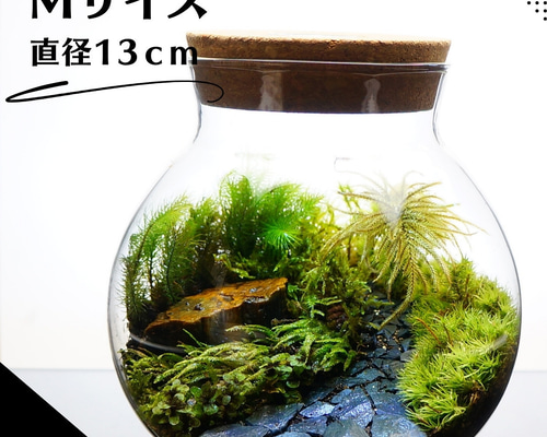 Mサイズ 13cm LEDライト付 苔テラリウム 完成品 石畳 黒石 草原に