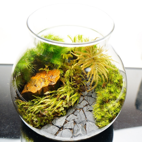 Mサイズ 13cm LEDライト付 苔テラリウム 完成品 石畳 黒石 草原に