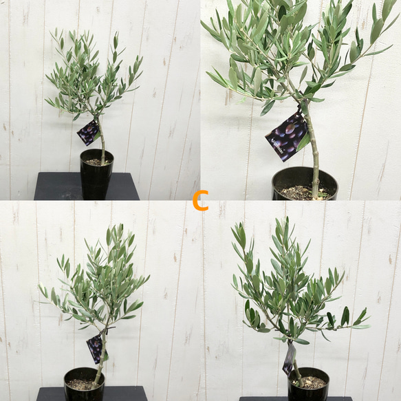 選べる樹形  オリーブの木  シプレッシーノ（チプレッシーノ）  souju  3号ロング鉢 10枚目の画像