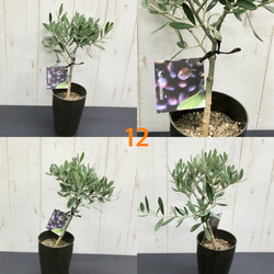 選べる樹形  オリーブの木  シプレッシーノ（チプレッシーノ）  souju  3号ロング鉢 8枚目の画像