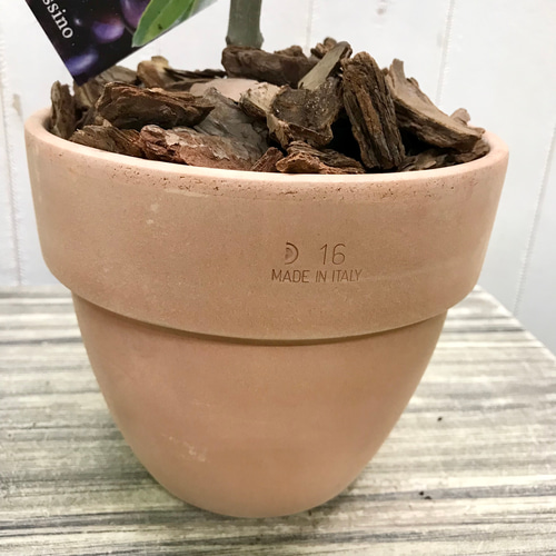 オリーブの木 チプレッシーノ SOUJU 9号鉢植え 古木 現品 極太株 オリーブの木 オリーブ souju シプレッシーノ