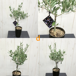 選べる樹形  オリーブの木  シプレッシーノ（チプレッシーノ）  souju  3号ロング鉢 11枚目の画像