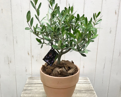 観葉植物 オリーブ 8号 チプレッシーノ プラスチック鉢 | 観葉