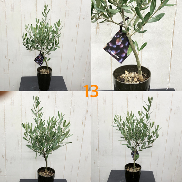 選べる樹形  オリーブの木  シプレッシーノ（チプレッシーノ）  souju  3号ロング鉢 9枚目の画像
