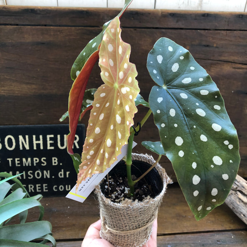 ベゴニア♡マクラータ♡2〜2.5号ポット♡水玉模様♡大人気♡観葉植物