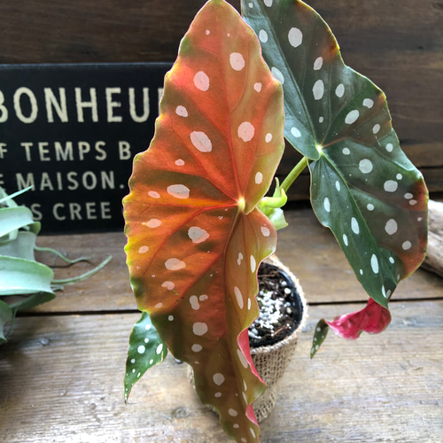 ベゴニア♡マクラータ♡2〜2.5号ポット♡水玉模様♡大人気♡観葉植物