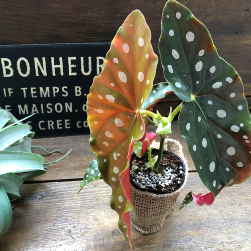 ベゴニア♡マクラータ♡2〜2.5号ポット♡水玉模様♡大人気♡観葉植物