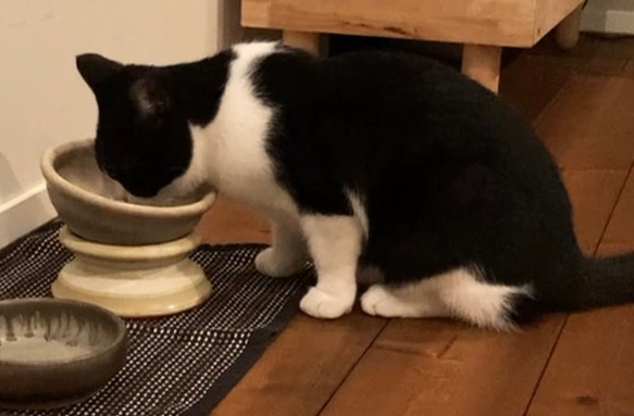 「ねこ御膳」 猫用食器　陶器　一点物　プレミアム　 1枚目の画像