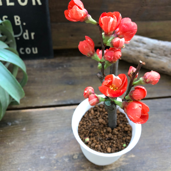 ボケ♡ミニサイズ♡観葉植物♡黒潮♡紅吹雪♡丹頂紅 7枚目の画像